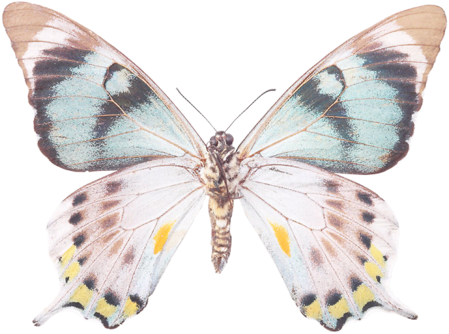 White Green And Yellow Butterfly - Yellow (449x334)