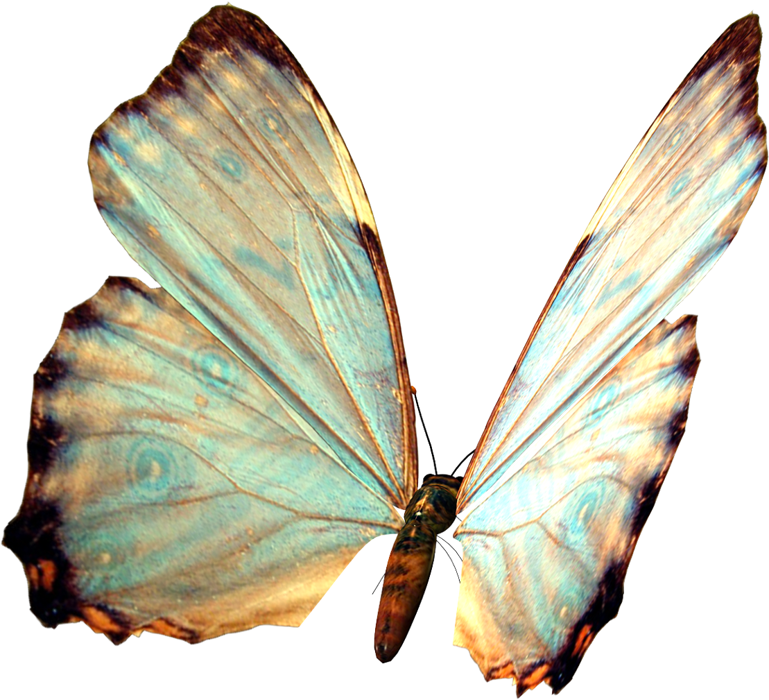 Butterfly Borboleta Jardim Garden Nature - Бабочки Картинки (1130x1024)