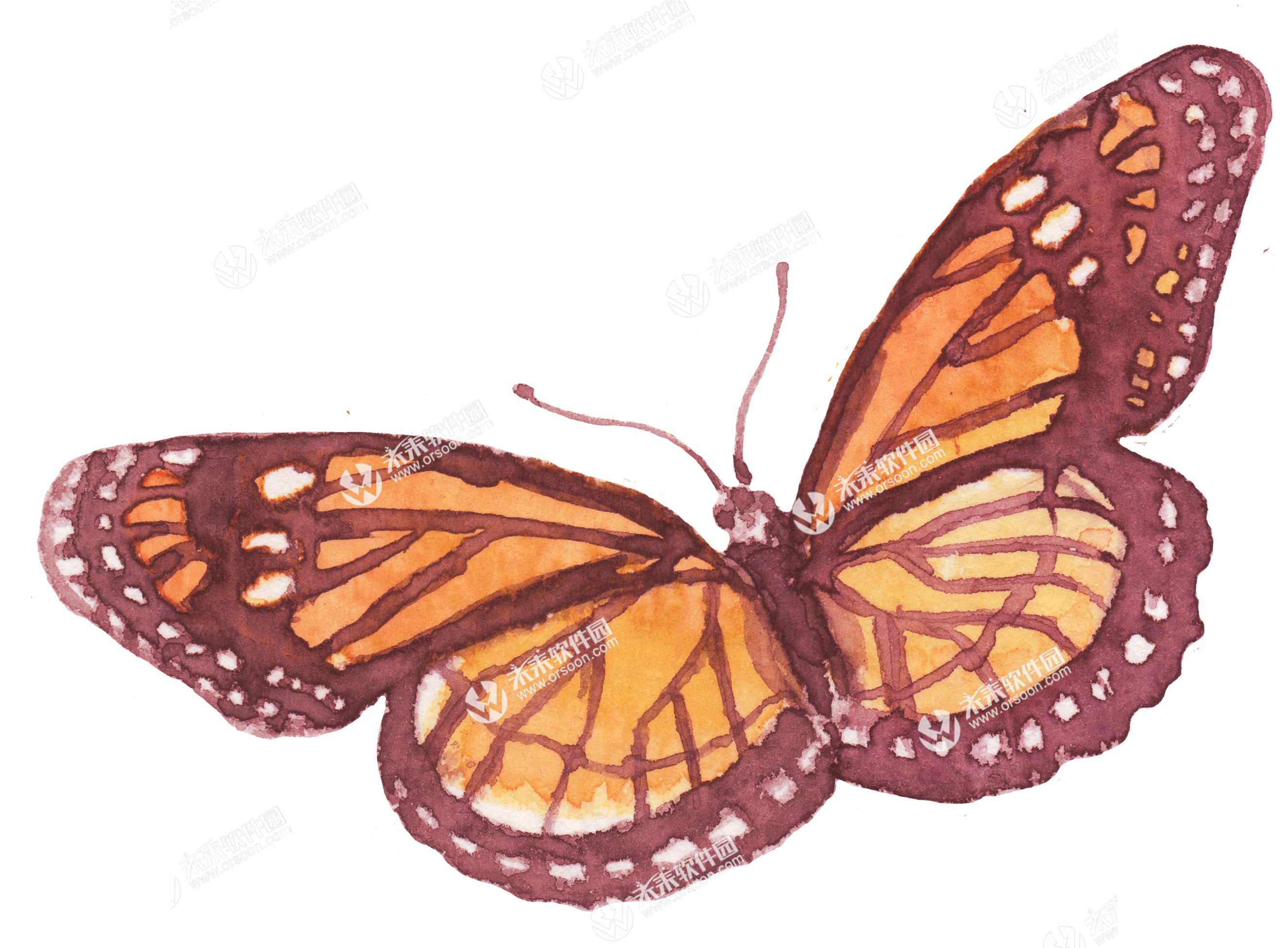 2只蝴蝶 - Monarch Butterfly (2717x1949)