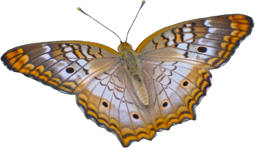 Pixels - Butterfly (836x493)