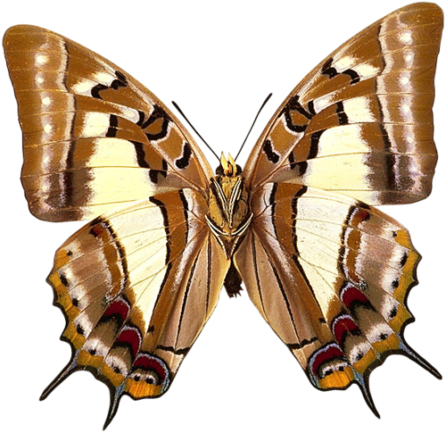 Butterfly 11 Copy - Green And Pleasant Land Cd (500x485)