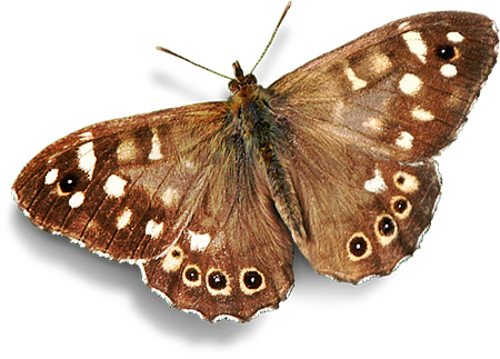 Speckled Wood (butterfly (450x323)