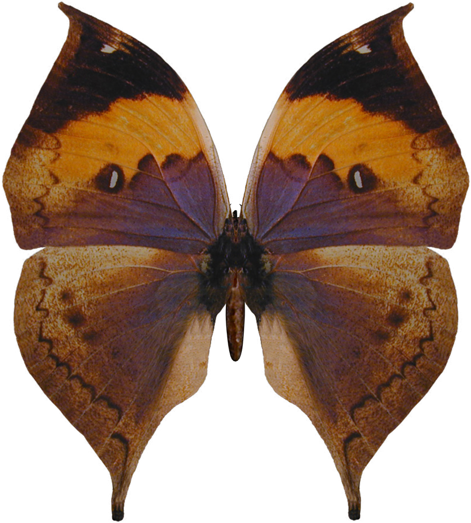 Posted By Todd A At - Suicide Sympathy With Butterfly Card (1600x1131)