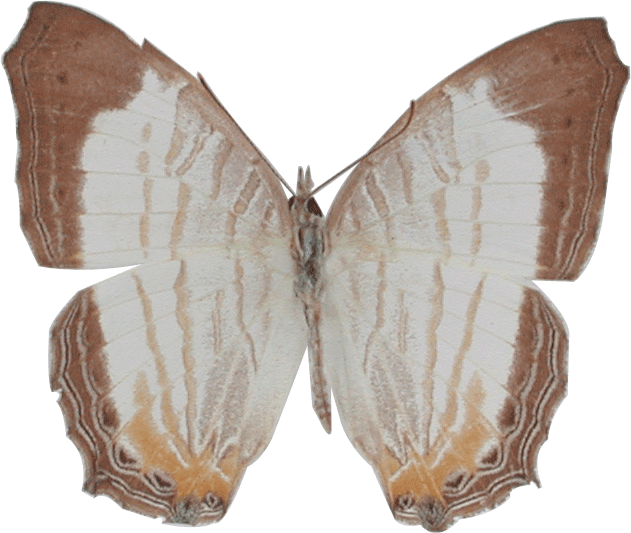 Cyrestis Cocles Cocles, ผีเสื้อแผนที่ลายหินอ่อน The - Melanargia Galathea (631x533)