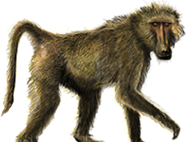 Baboon Png Transparent Images - American Cheetah (640x480)