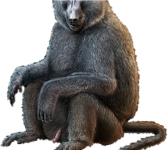 Baboon Png Transparent Images - Baboon (640x480)
