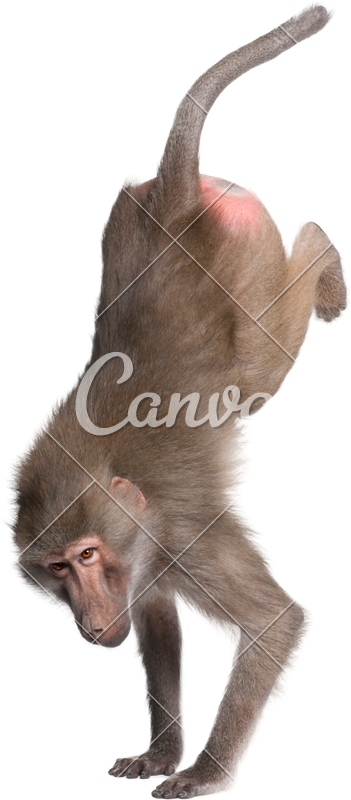 Baboon Performing A Hand Stand - Baboons (351x800)