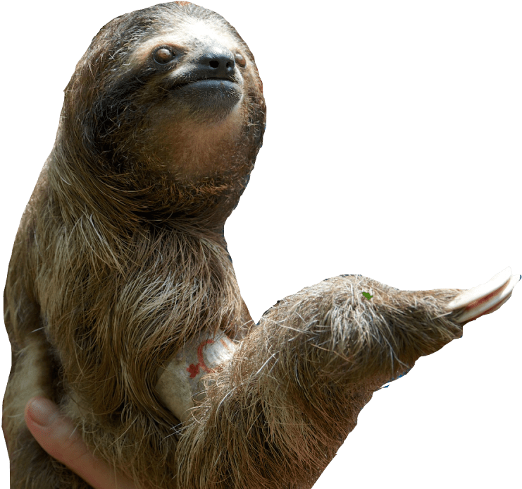 Three Toed Sloth Png (1280x848)