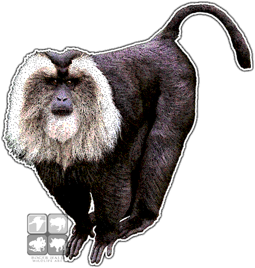 Lion-tailed Macaque Decal - Lion Tailed Macaque Drawing (510x536)