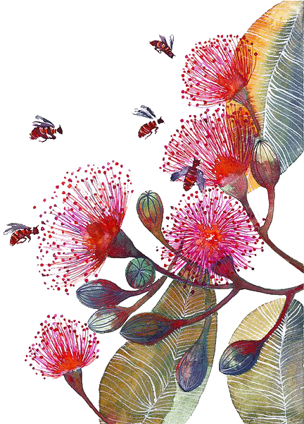 Flower Paper Bee Watercolor Painting Corymbia Ficifolia - Art Print Flowering Gum (479x600)
