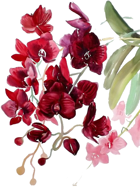 Watercolor Painting Watercolor - Red Watercolor Flower Png (510x680)