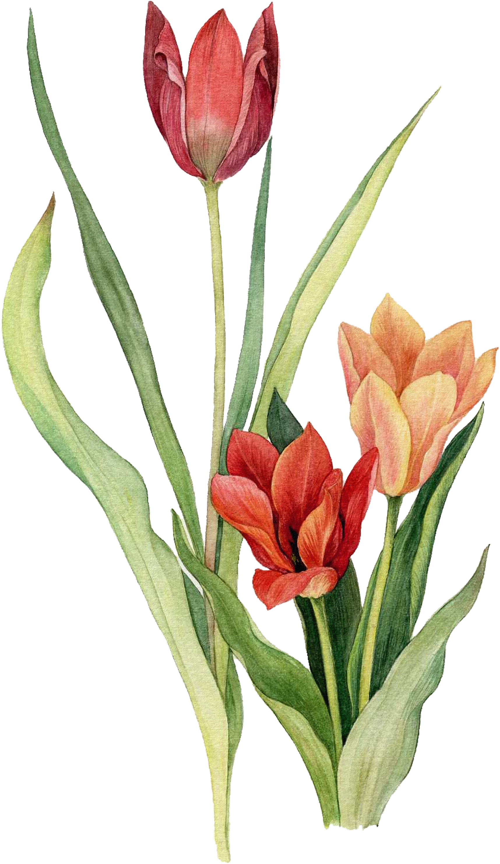 Tulip Flower Watercolor Painting Drawing - Drawing Tulips (1743x2987)