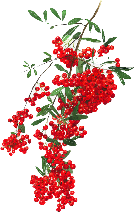 Watercolour Flowers Watercolor Painting Floral Design - 無料 イラスト ピラカンサ ス (568x800)