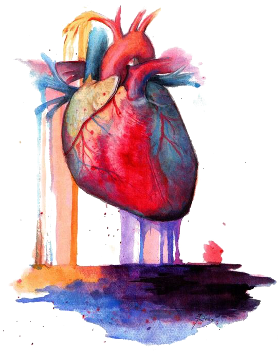 Heart Anatomy Watercolor Painting - Human Heart Watercolor Painting (564x730)