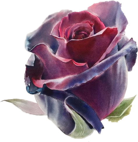Flowers Watercolor Painting Drawing Artist - Roses Watercolor Best (564x564)