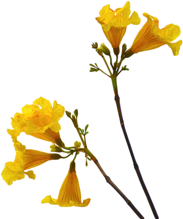 Flower Png Picture Png Images - Flower Png With Stem (400x450)