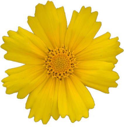 Constitution Text - Yellow Flower Cut Out (500x500)