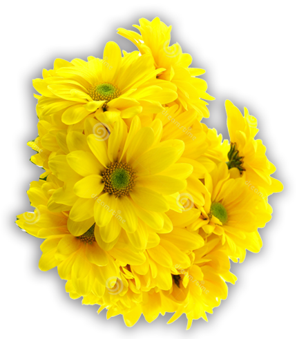 English Marigold (430x491)