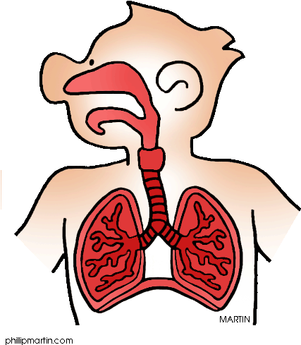 104 Respiratory System Clipart Clipartlook - Respiratory System Worksheet For Kids (443x519)