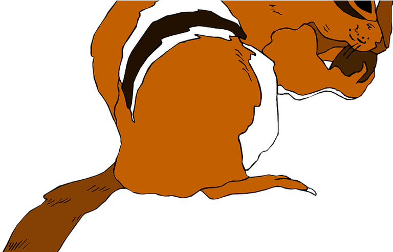 Squirrel Vector Graphics Pixabay Download Free Images - Chipmunk (800x491)