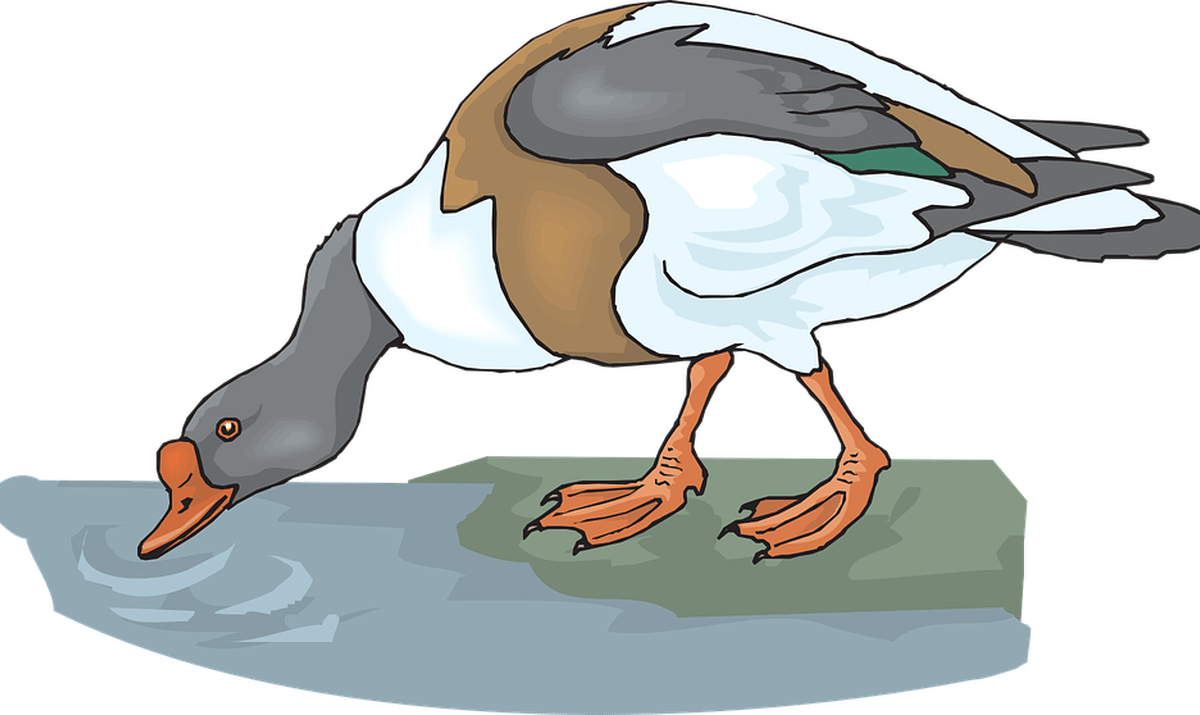 Duck Free Vector Graphics On Pixabay - Animal Drink Water Clipart (1200x715)