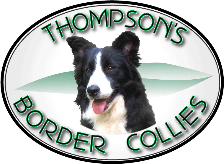 Thompson Border Collies & Pet Boarding Facility - Border Collie (778x570)