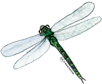 Gratuit Clipart Insectes - Hawker Dragonflies (400x311)