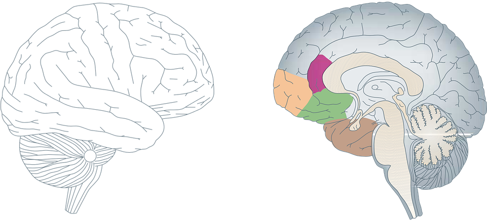 Engineering Brain Cliparts 12, Buy Clip Art - Brain (960x480)