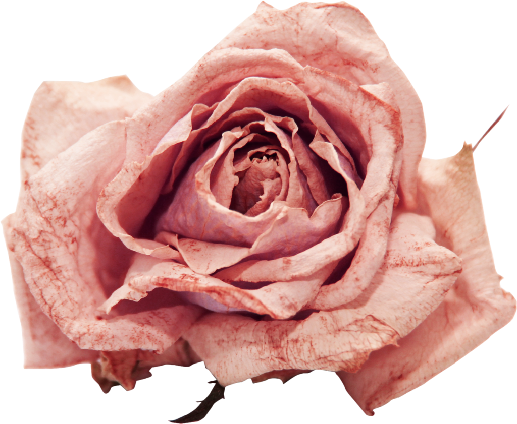 Flower Png By Violettalestrange Flower Png By Violettalestrange - Dry Rose Png (1024x841)