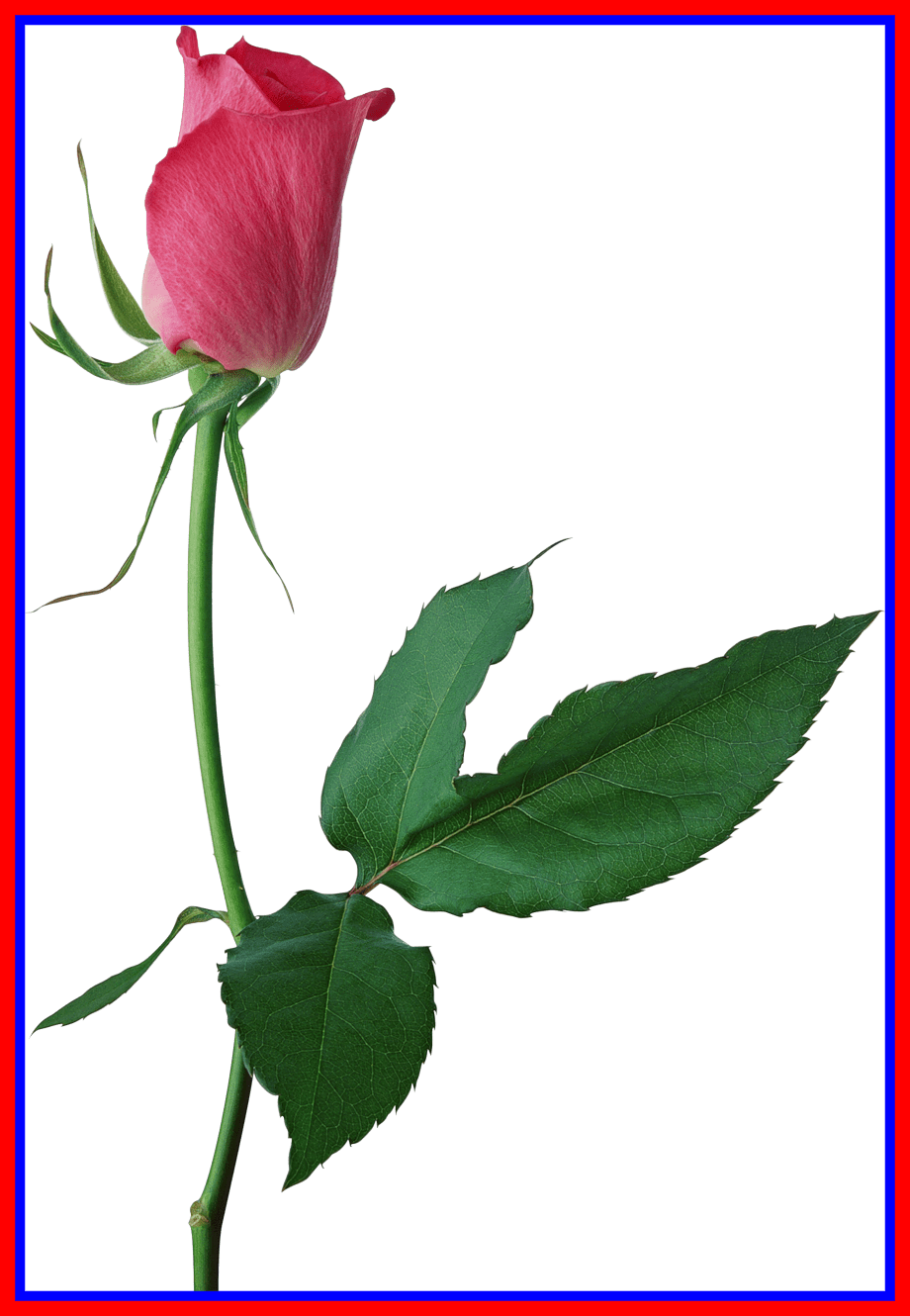 Lotus Png Lotus Flower Bud Png Astonishing Large Pink - Lots Of Heart Anniversary Card (920x1330)