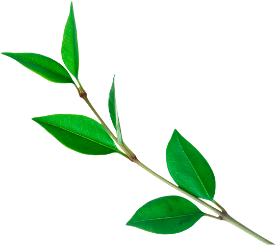 Зеленое Растение, Green Plant, Grüne Pflanze - Tea Leaf Png (600x489)