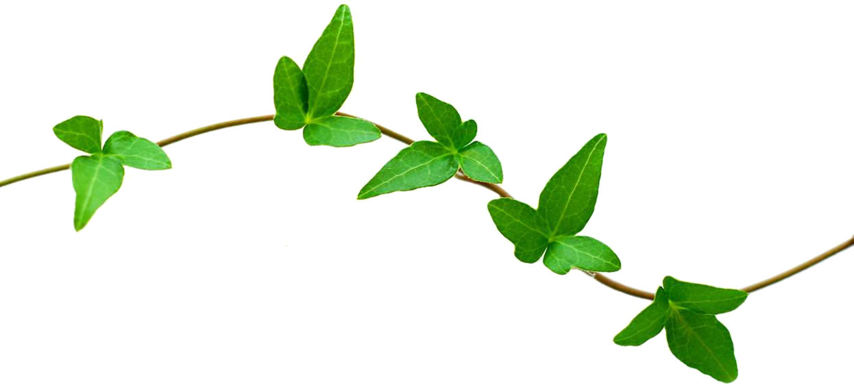 2018 Worked At Appco Group Asia - Vines Of A Plant (1246x566)