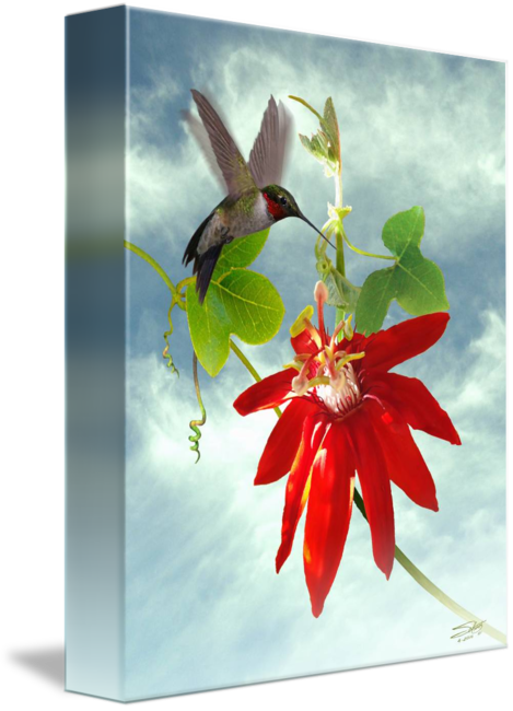 Red Passion Flower (469x650)