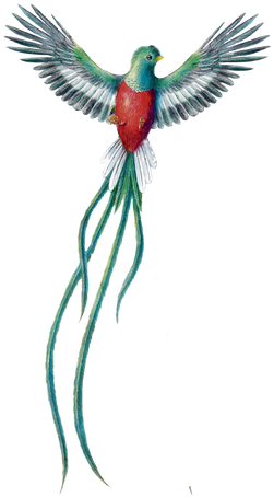 Related Image - Guatemala Quetzal Bird (290x510)