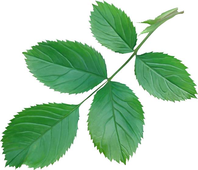 Leaf Garden Roses Beach Rose Branch - Hoja De Rosa Png (650x560)