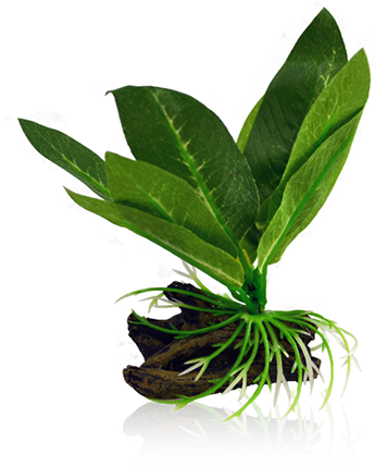 Bettacare Betta Plant Small Pond Vine - Microsorum Pteropus (376x427)