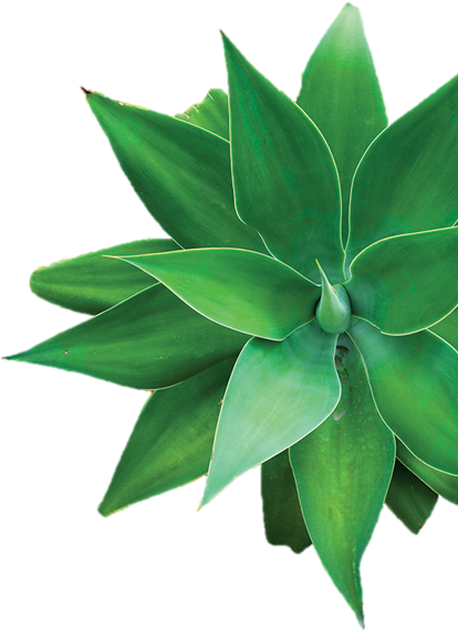 Contact Us - Aloe Top View (413x583)