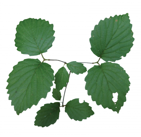 Louisiana State Arboretum State Preservation Area (480x466)