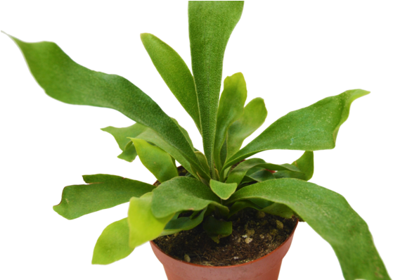 Staghorn Ferns (599x397)