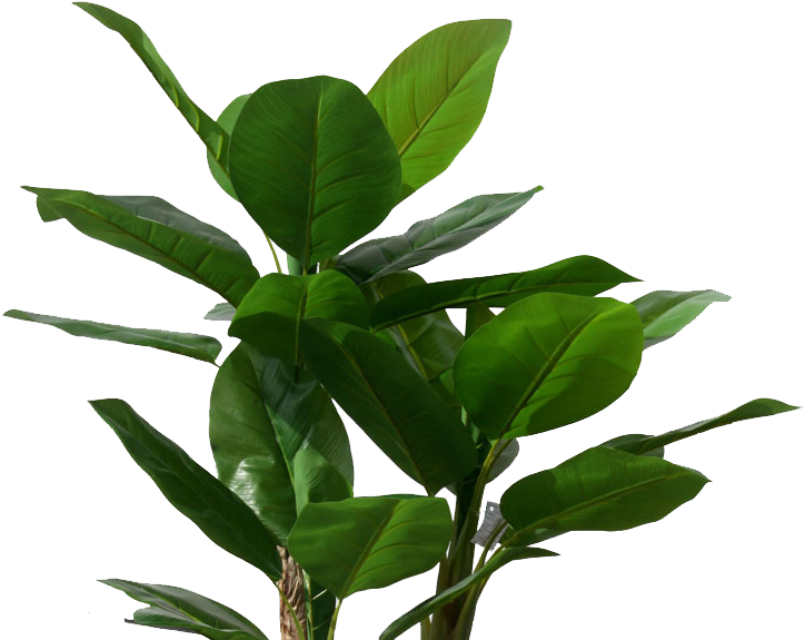 Musa Basjoo Banana Leaf Tree Plant - Banana (750x578)