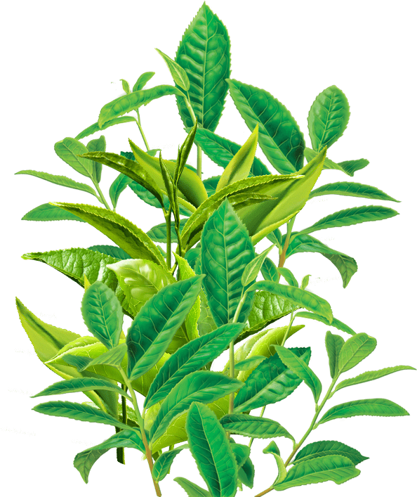 Eyo Green Eyo Green Bat Power Organi̇k Yarasa Gübresi̇ - Alvita Products, Inc. Tea, 95+% Organic, Green, Decaf, (594x707)