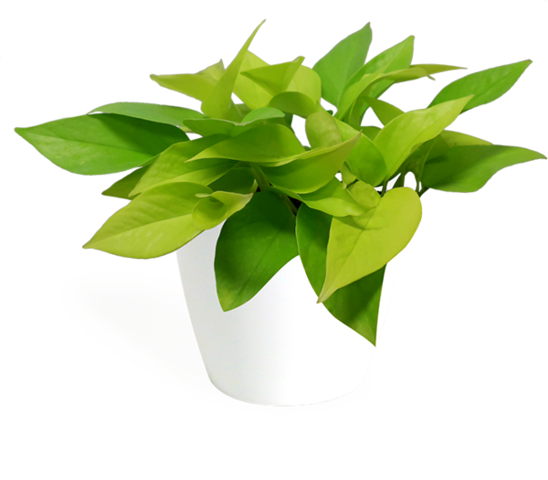 Bird's-nest Fern (600x525)