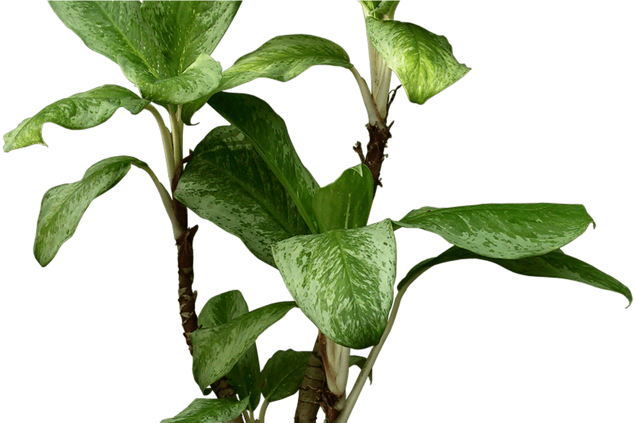 Devil's Ivy Houseplant Beautiful Transparent Plants - Harry Potter Magical Herbs And Fungi (1368x855)