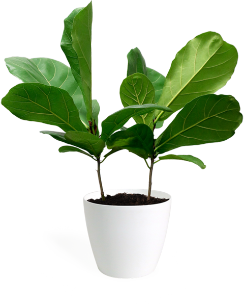Fiddle-leaf Fig (480x600)