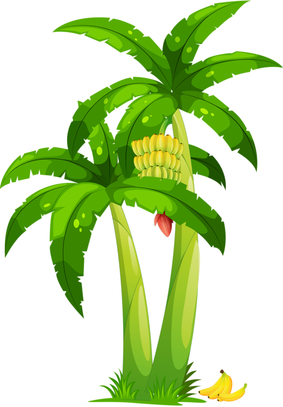 Arbre,png - Cartoon Of Palm Trees (556x800)
