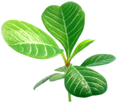 Prev Next - Water Pipe (463x346)