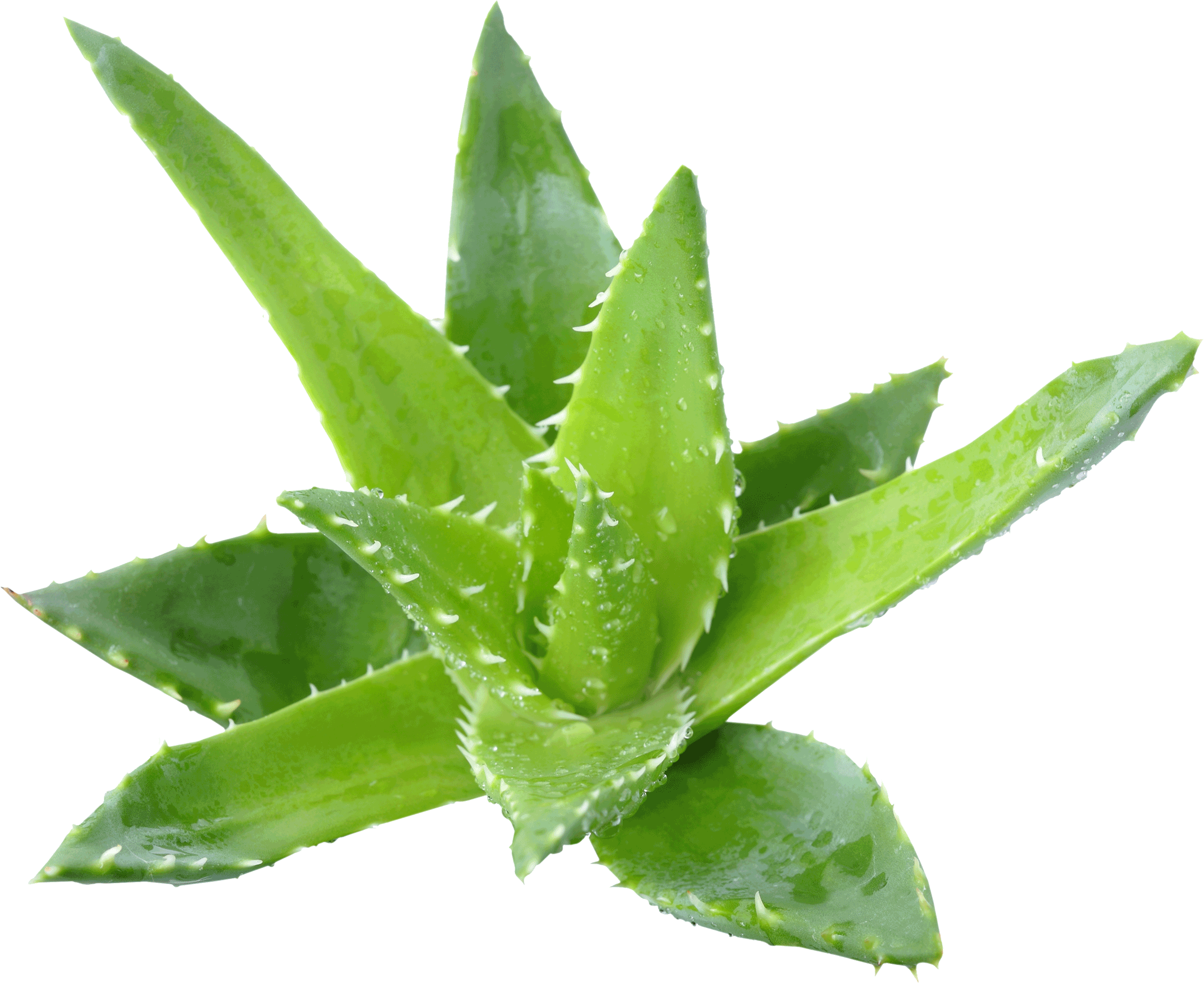 Aloe leaf