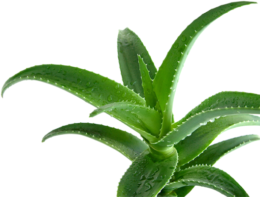 Aloe Ferox Muscle Gel - Aloe Ferox Png (600x459)