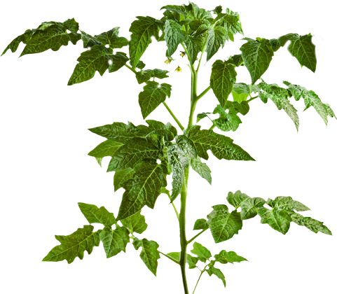Houseplant Vine Ricoroots - Young Tomato Plant (481x420)