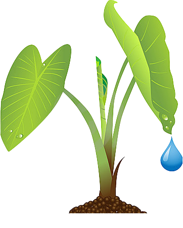 Taro Plant (362x450)